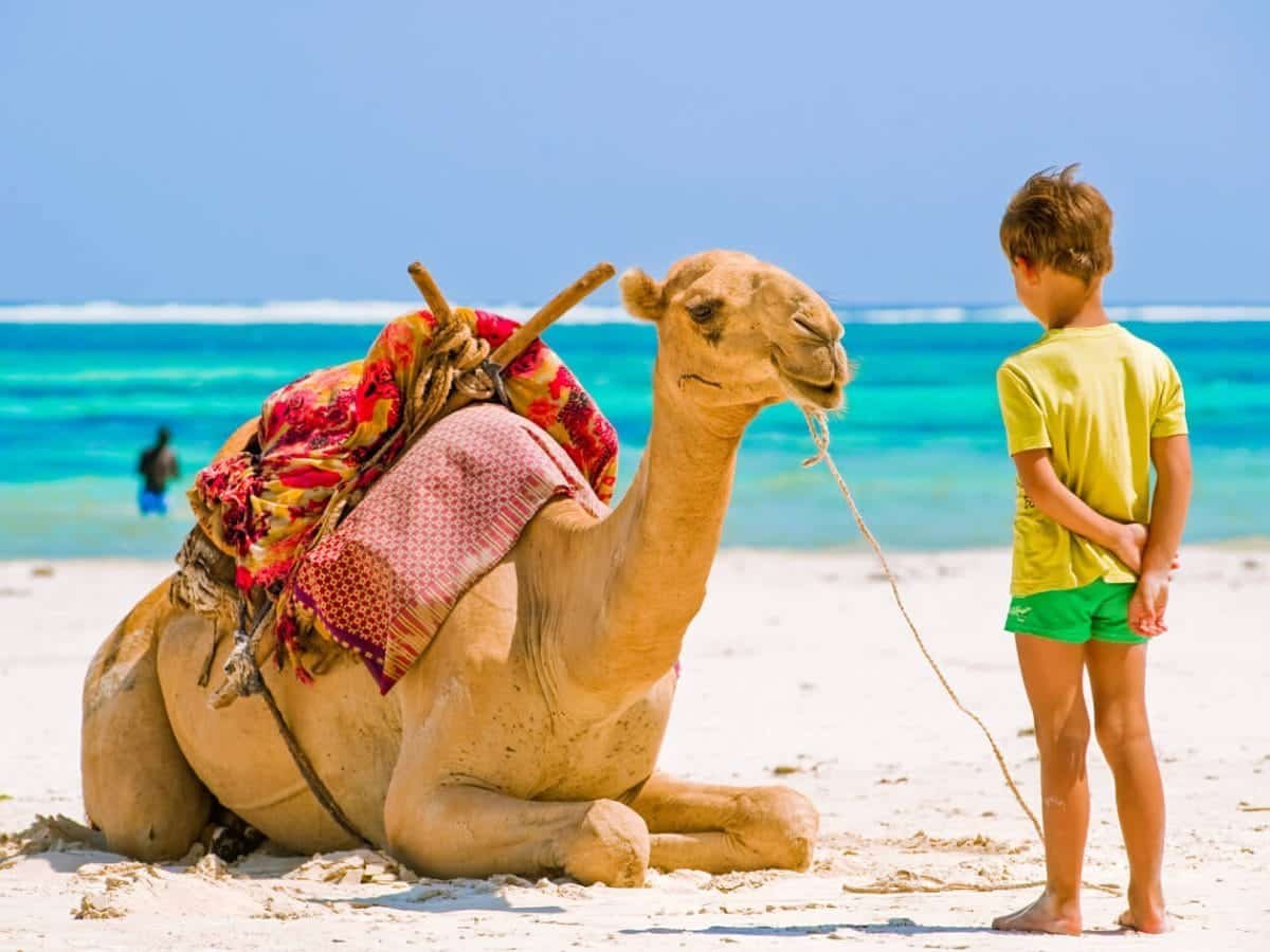 A child with a camel from the beaches of Hurghada