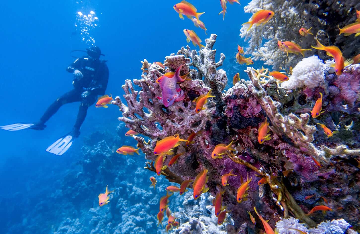A picture of a diver in the Red Sea