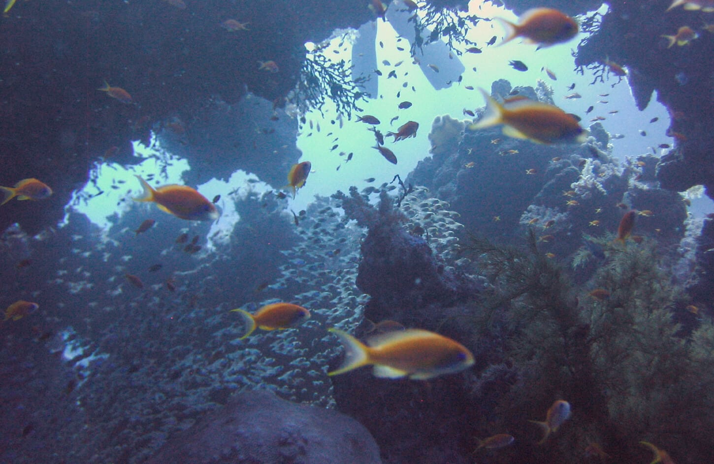 A picture of coral reefs with fish in the Red Sea