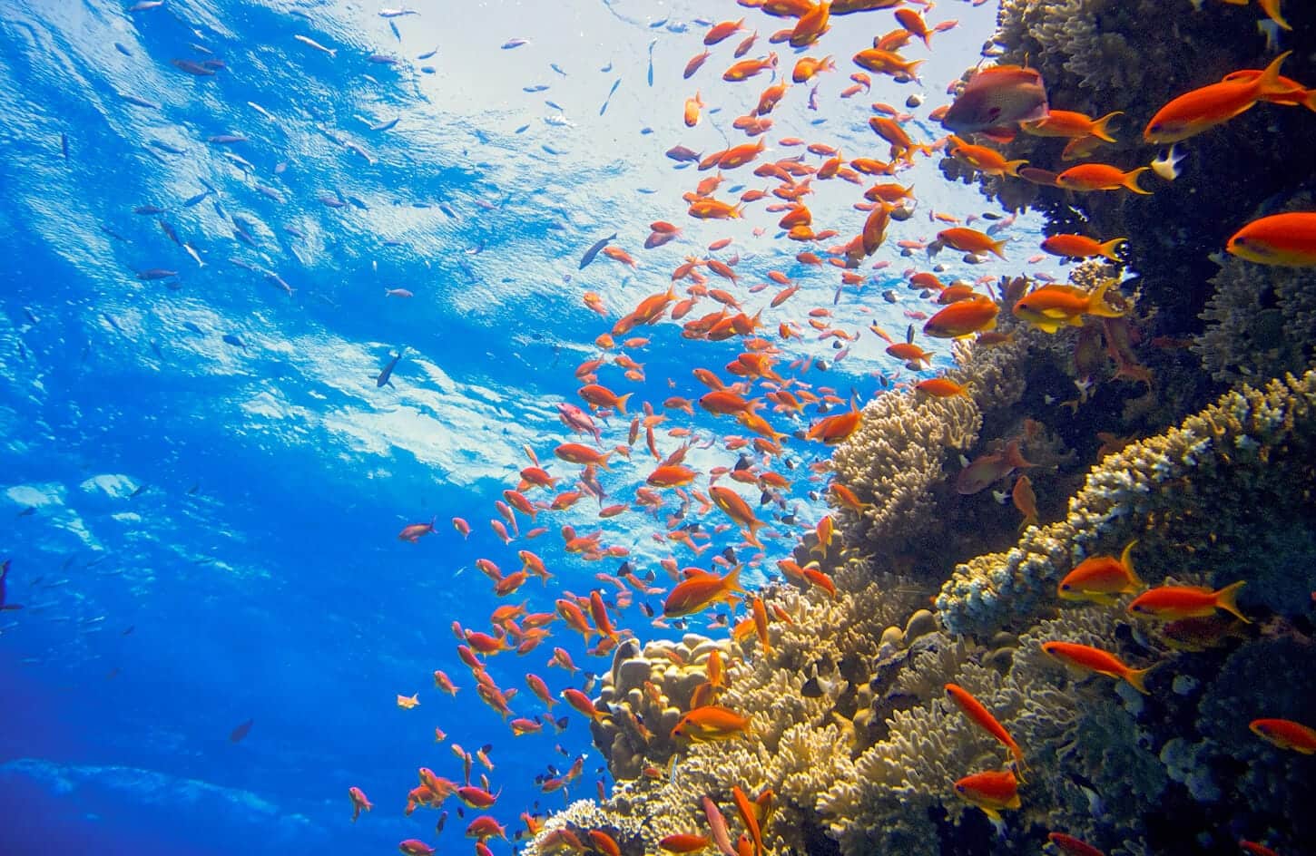 A picture of coral reefs with fish in the waters of the Red Sea