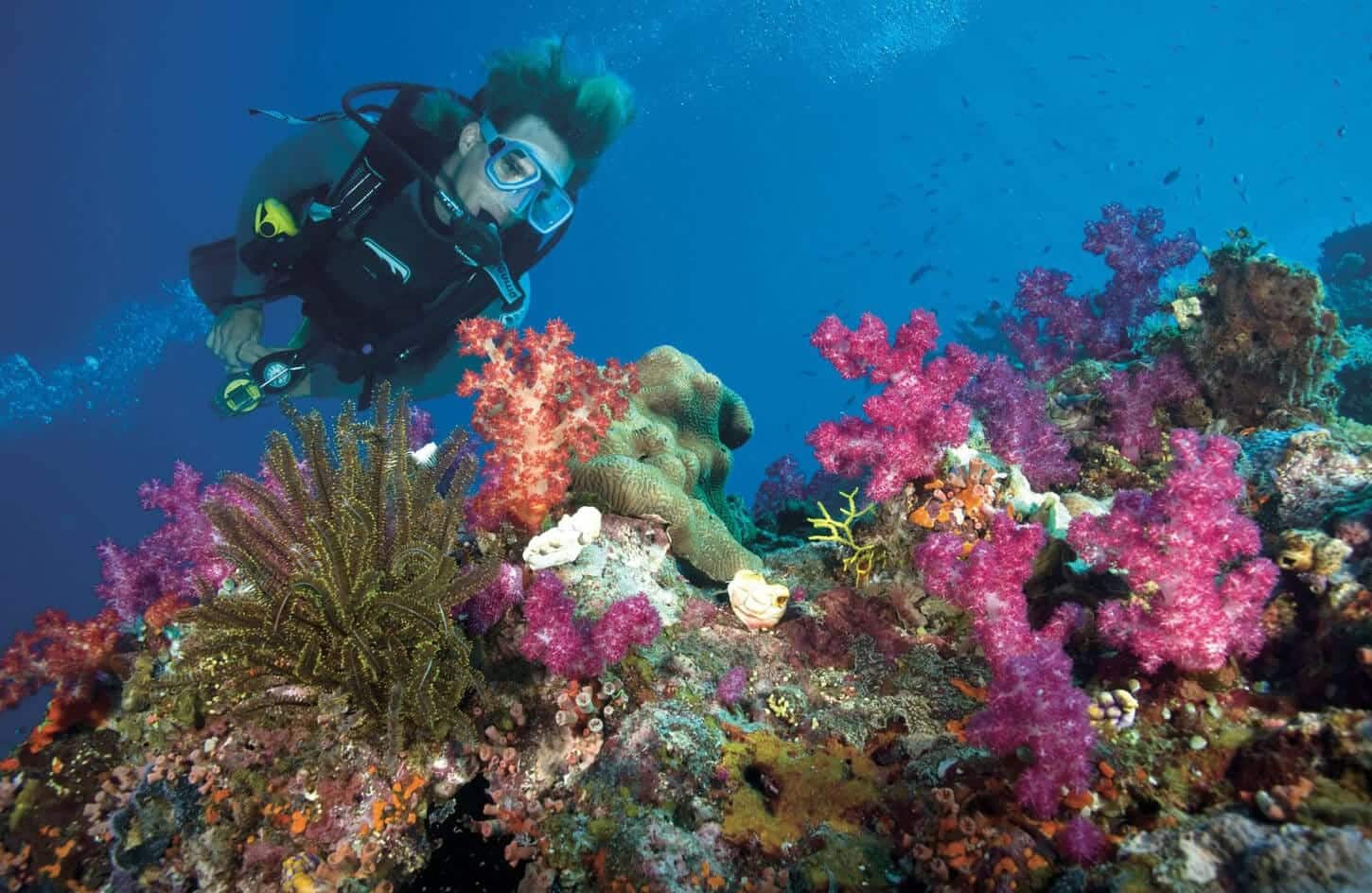 A picture of one diving in the waters of the Red Sea