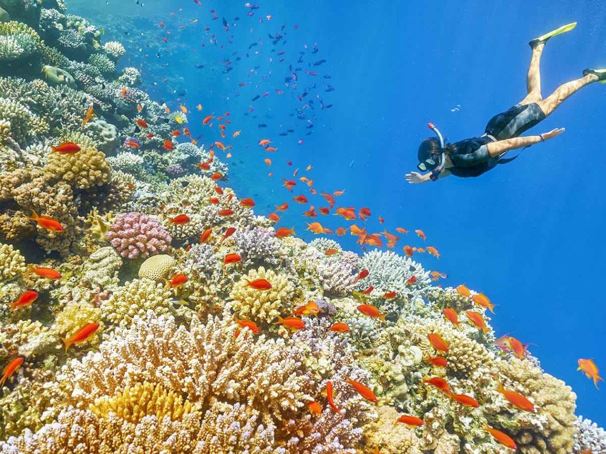 A picture of one of the dives in the waters of the Red Sea