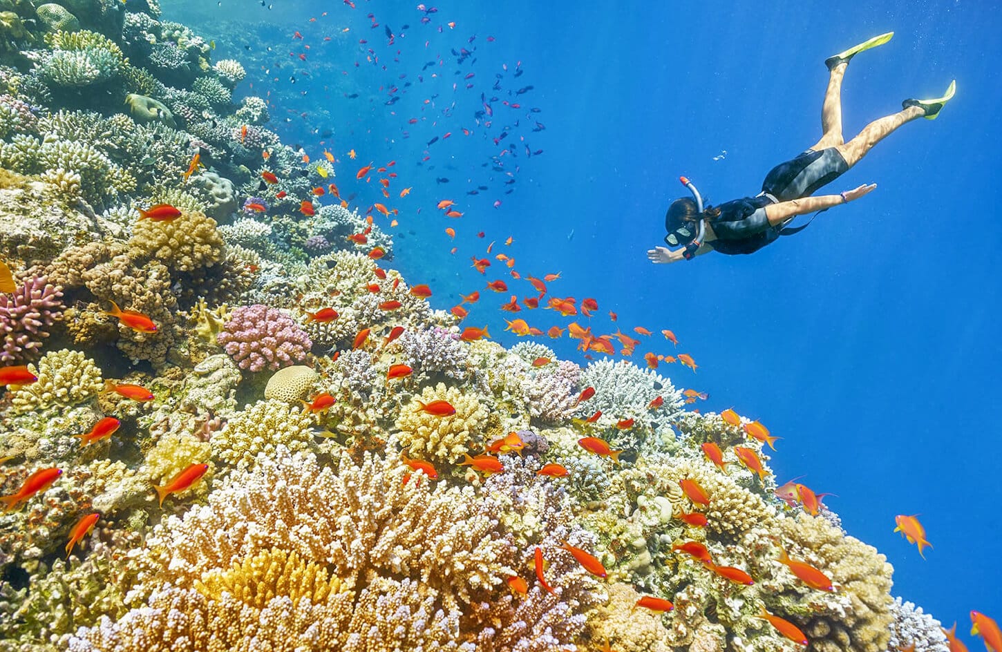 A picture of one of the dives in the waters of the Red Sea