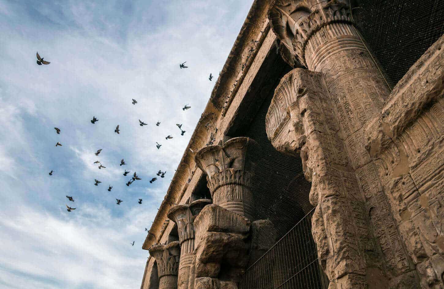 A picture of some birds in front of the wonderful Dendera Temple