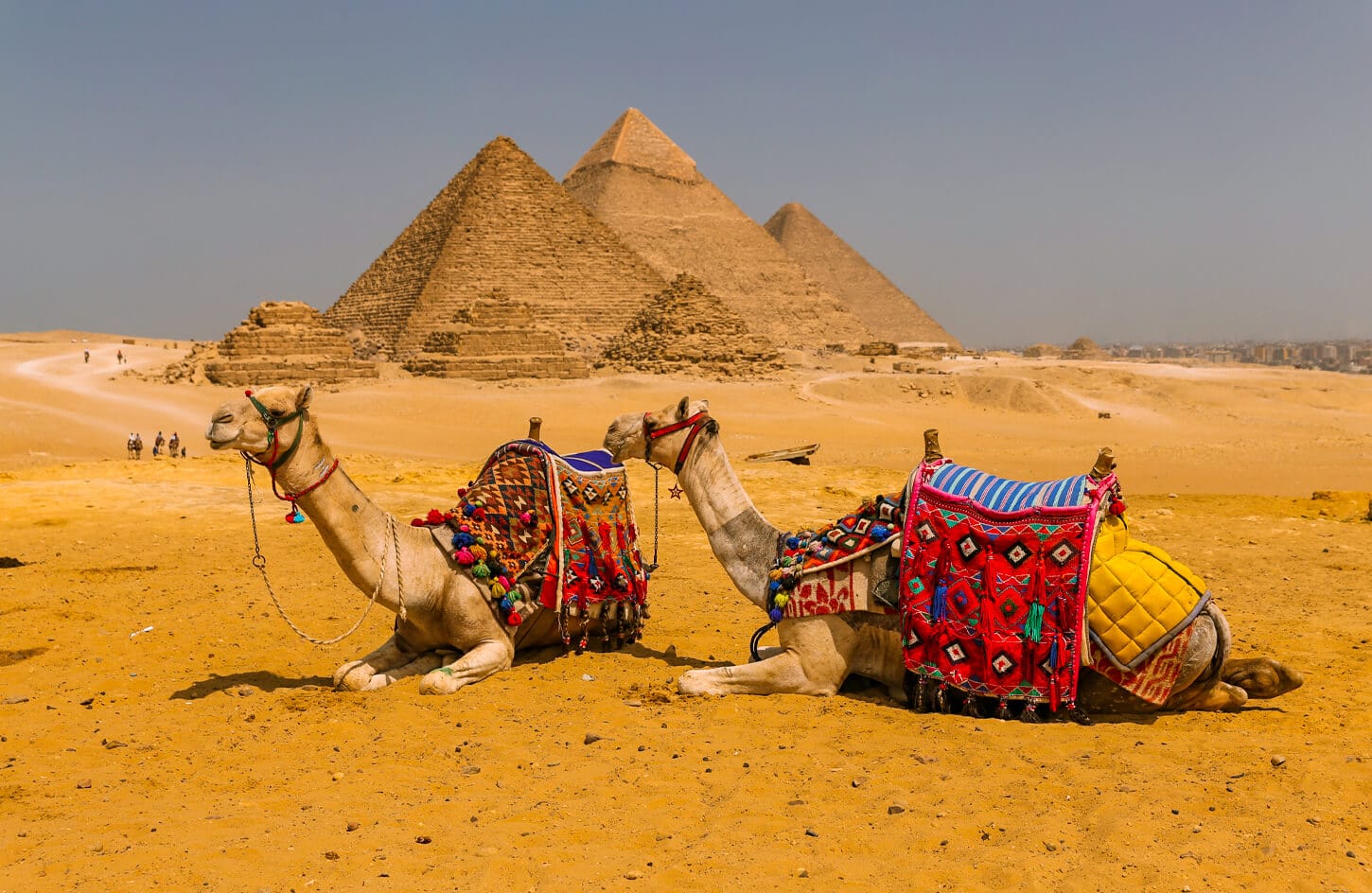 A picture of the camel in front of the pyramids of Giza