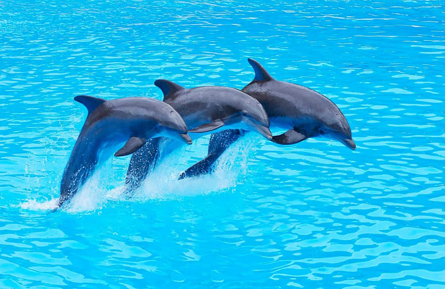 A wonderful shot from one of the wonderful dolphin shows
