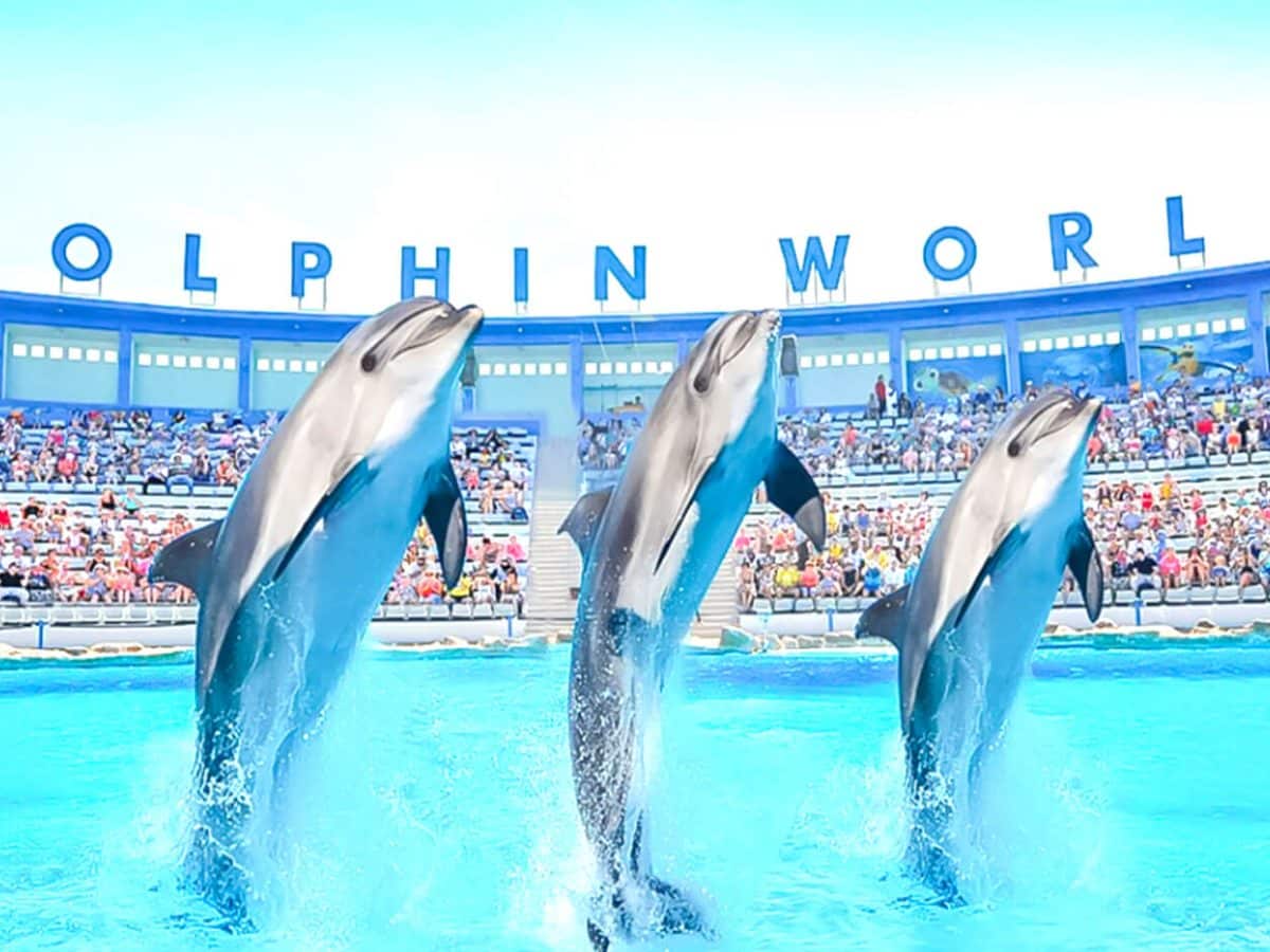 A wonderful shot of dolphins from one of the dolphin shows from Dolphin World