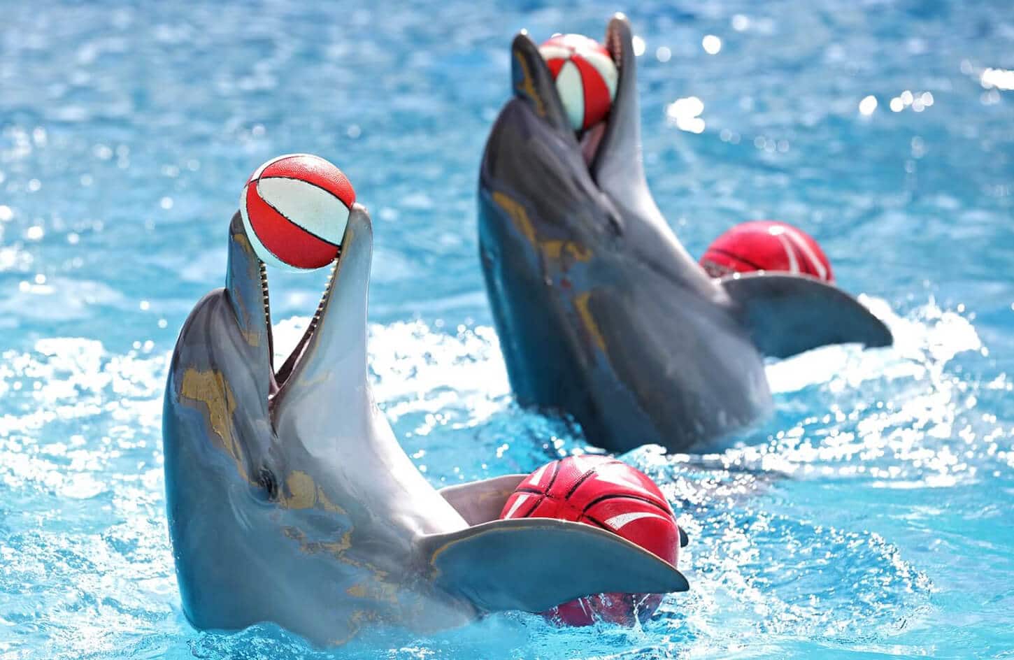 A wonderful shot of dolphins from one of the wonderful dolphin shows