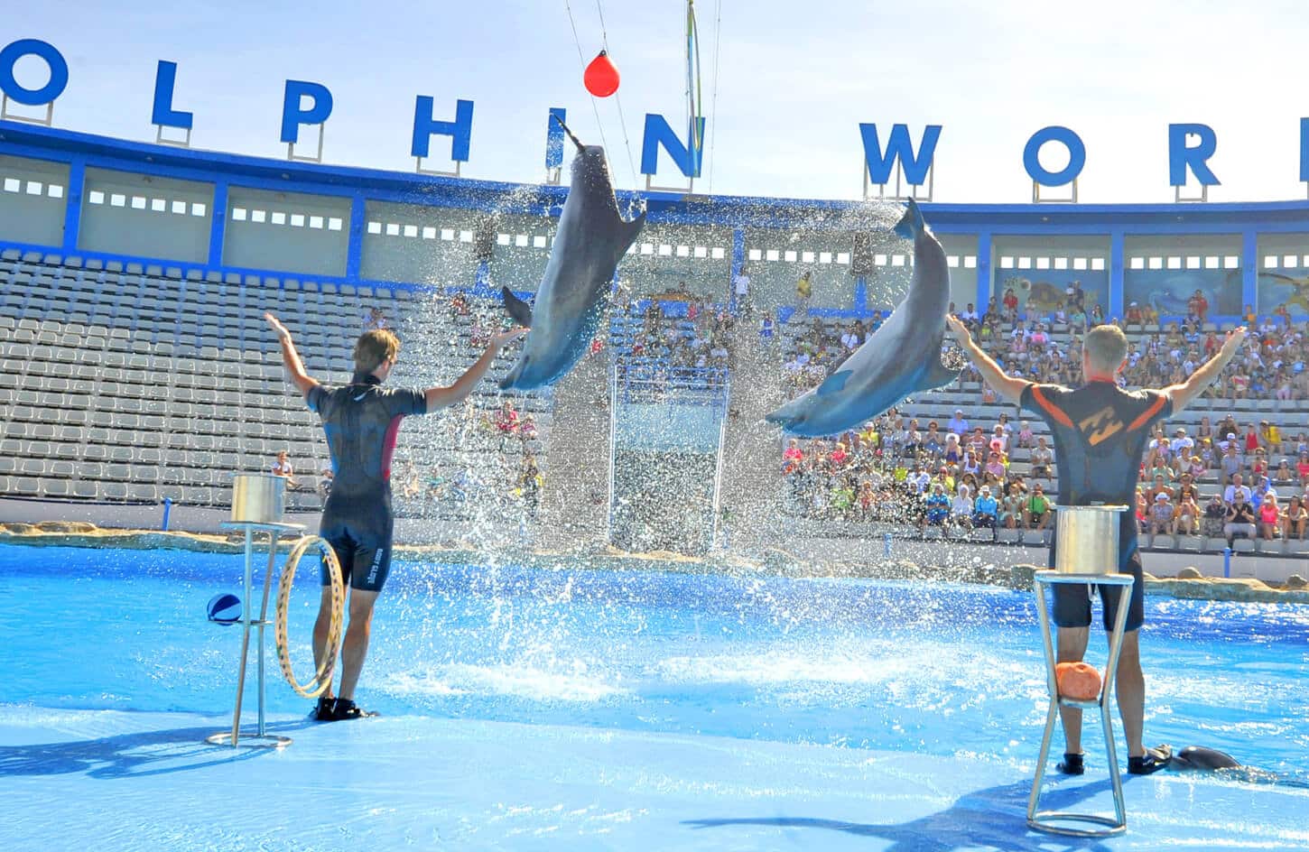 A wonderful shot of the trainers with the dolphins from one of the wonderful dolphin shows