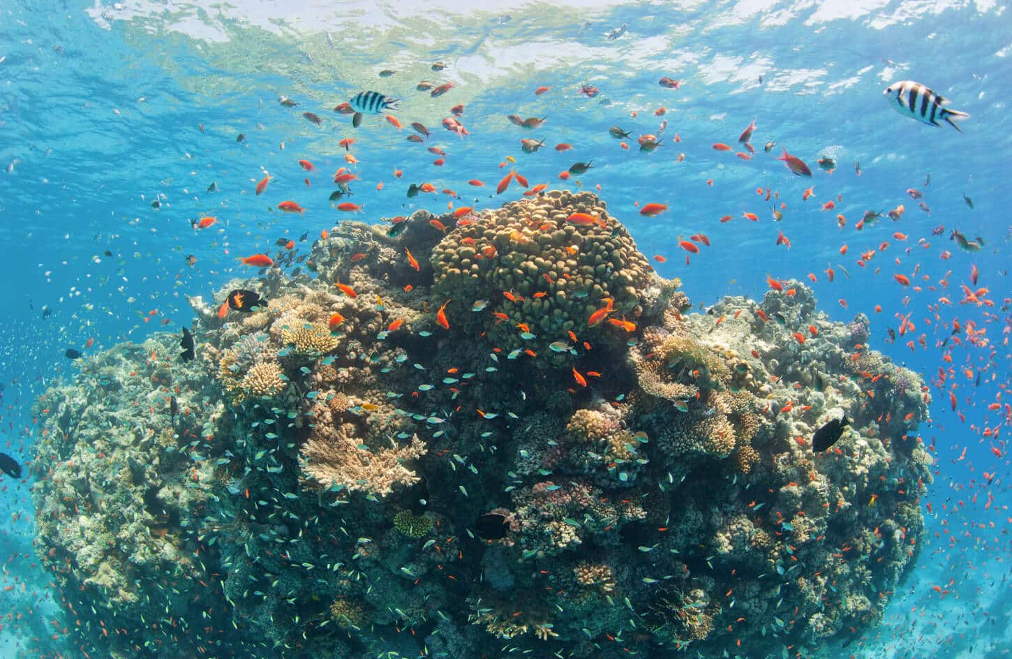Amazing shot of coral reefs in the Red Sea