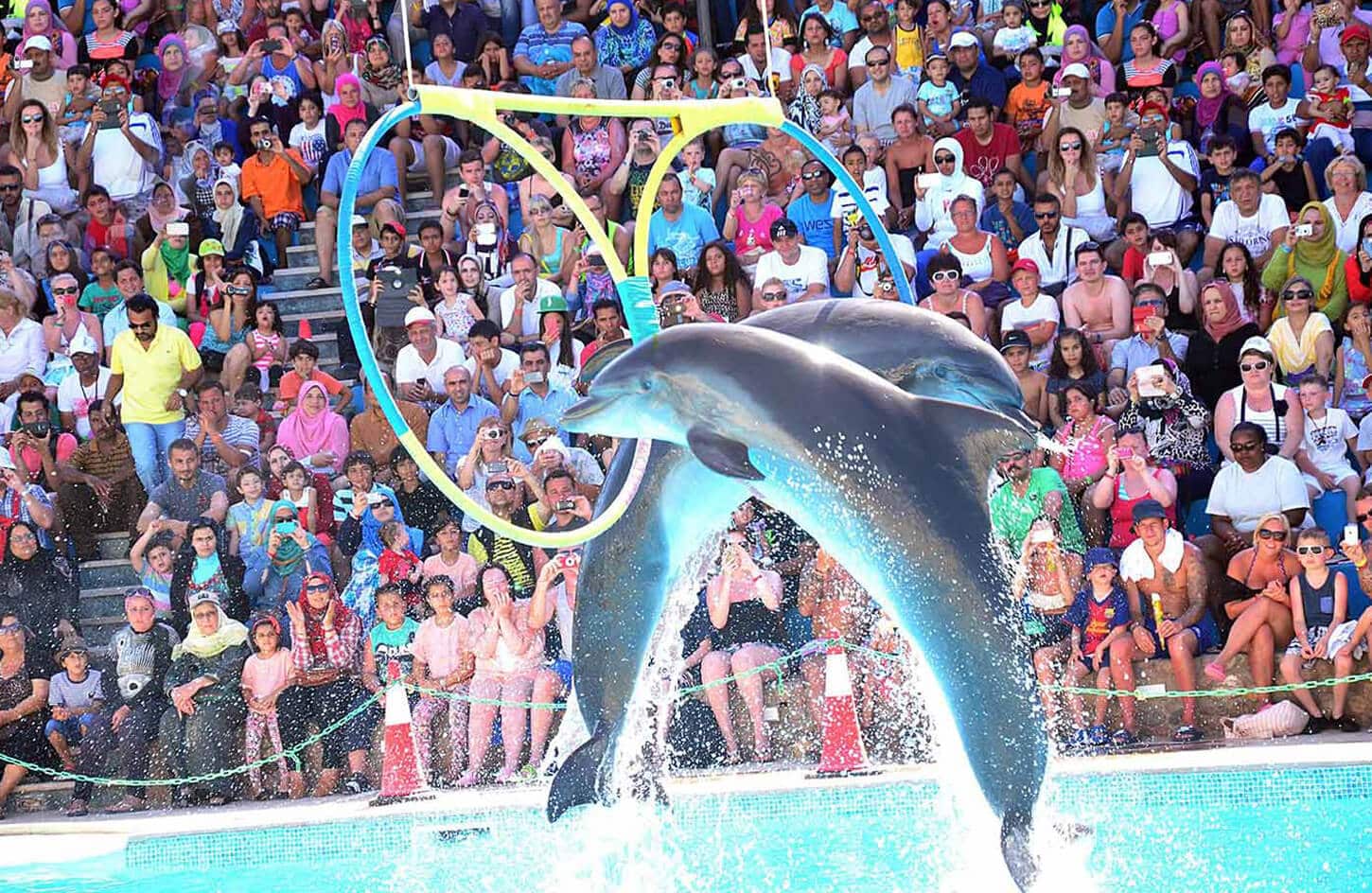 An amazing shot from one of the wonderful dolphin shows