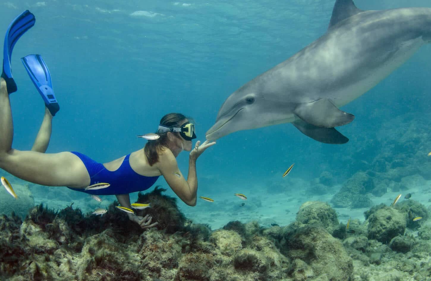 Great picture of a woman swimming with dolphins in Hurghada