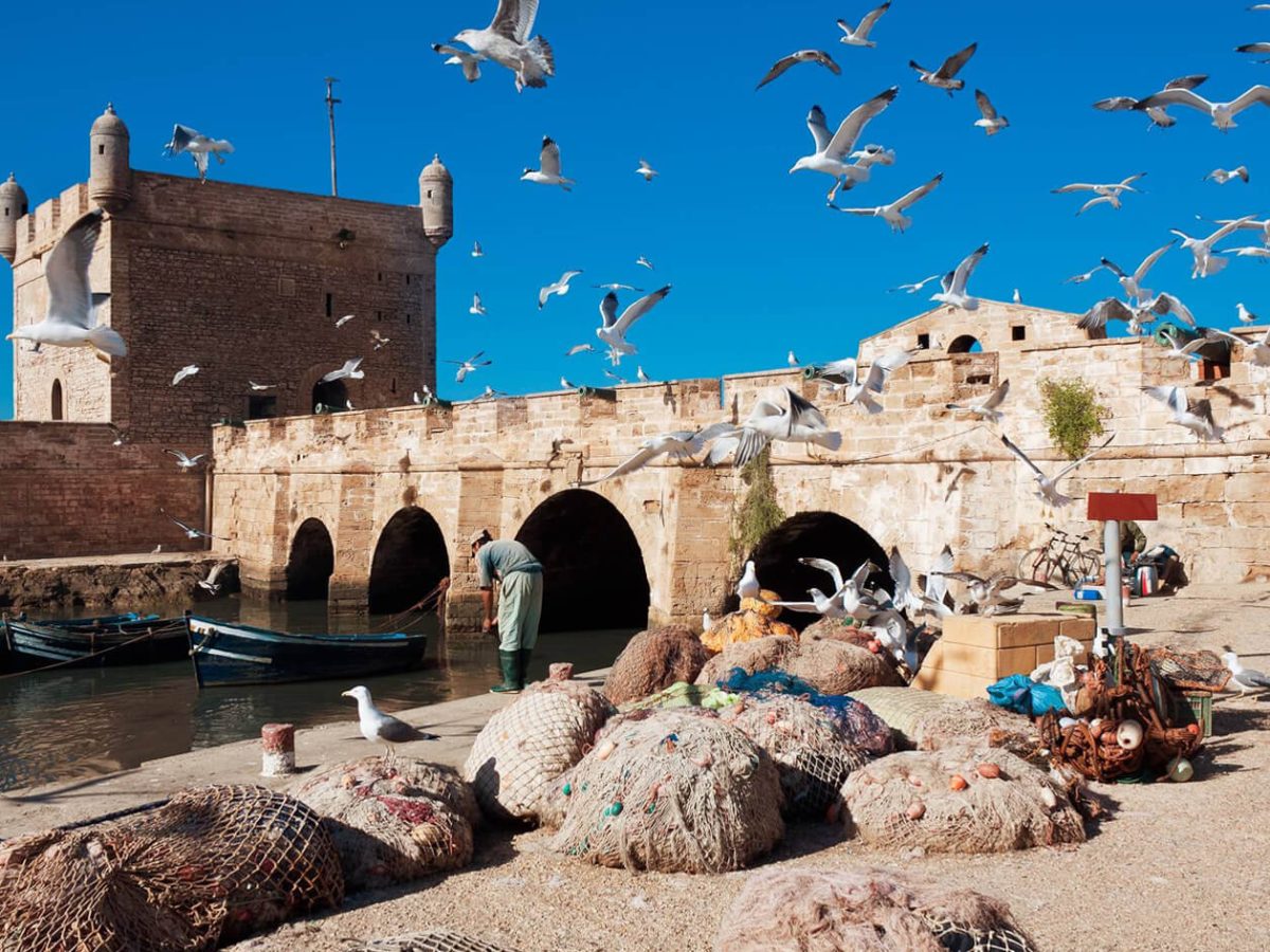 Great picture of the birds on the coast in Essaouira