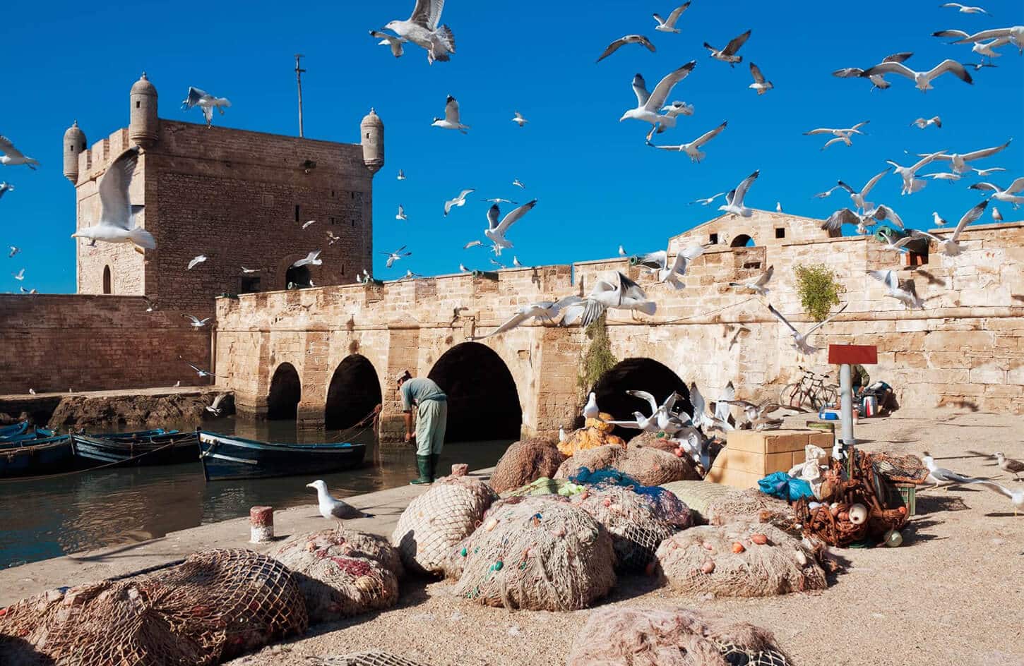 Great picture of the birds on the coast in Essaouira