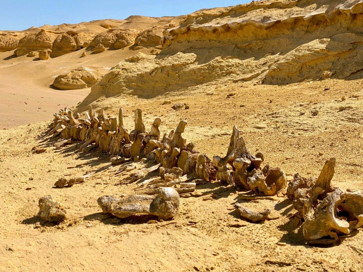 One of the remains of whales in Wadi Hitan