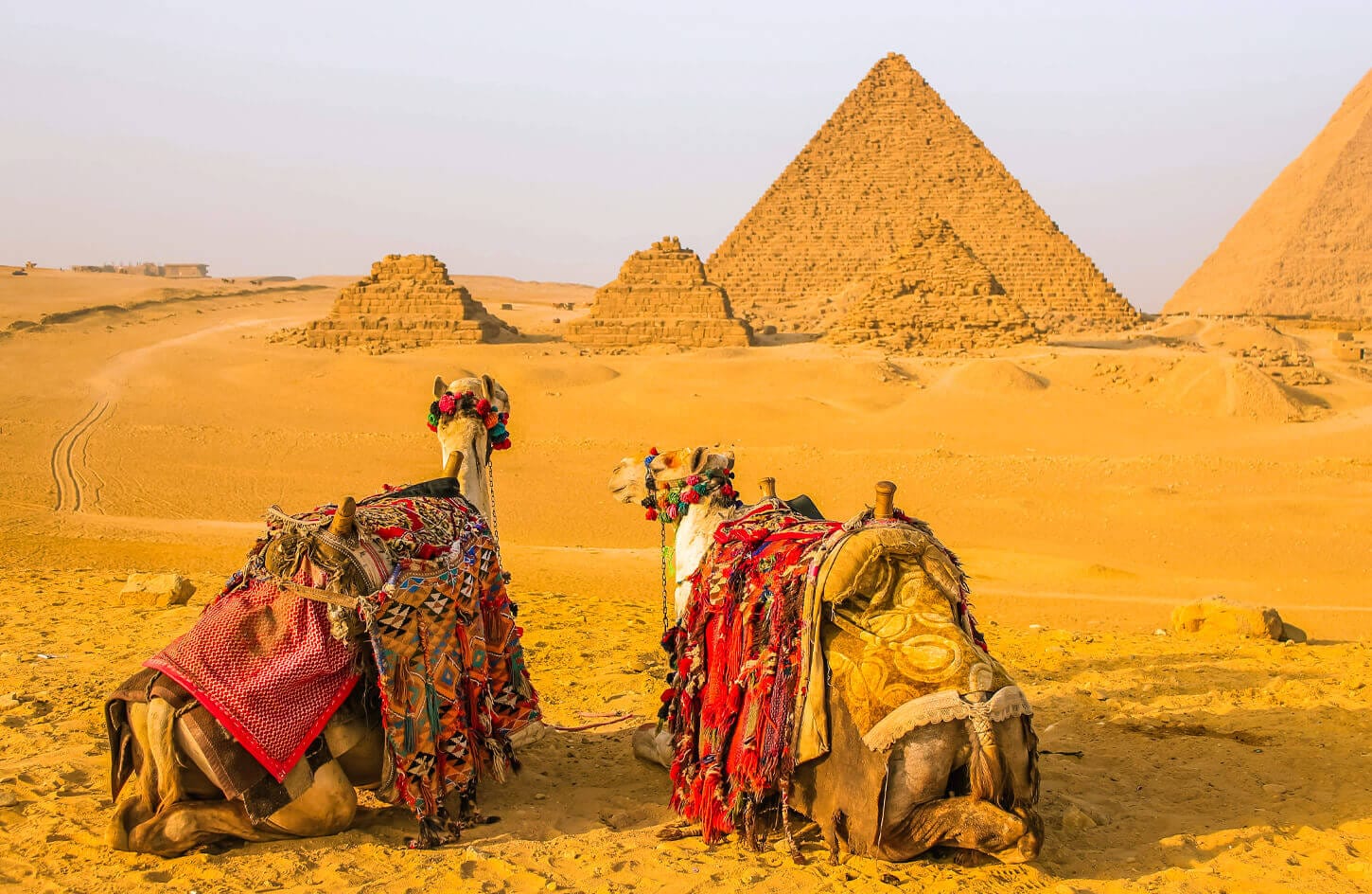 Two camels in front of the pyramid of Menkara
