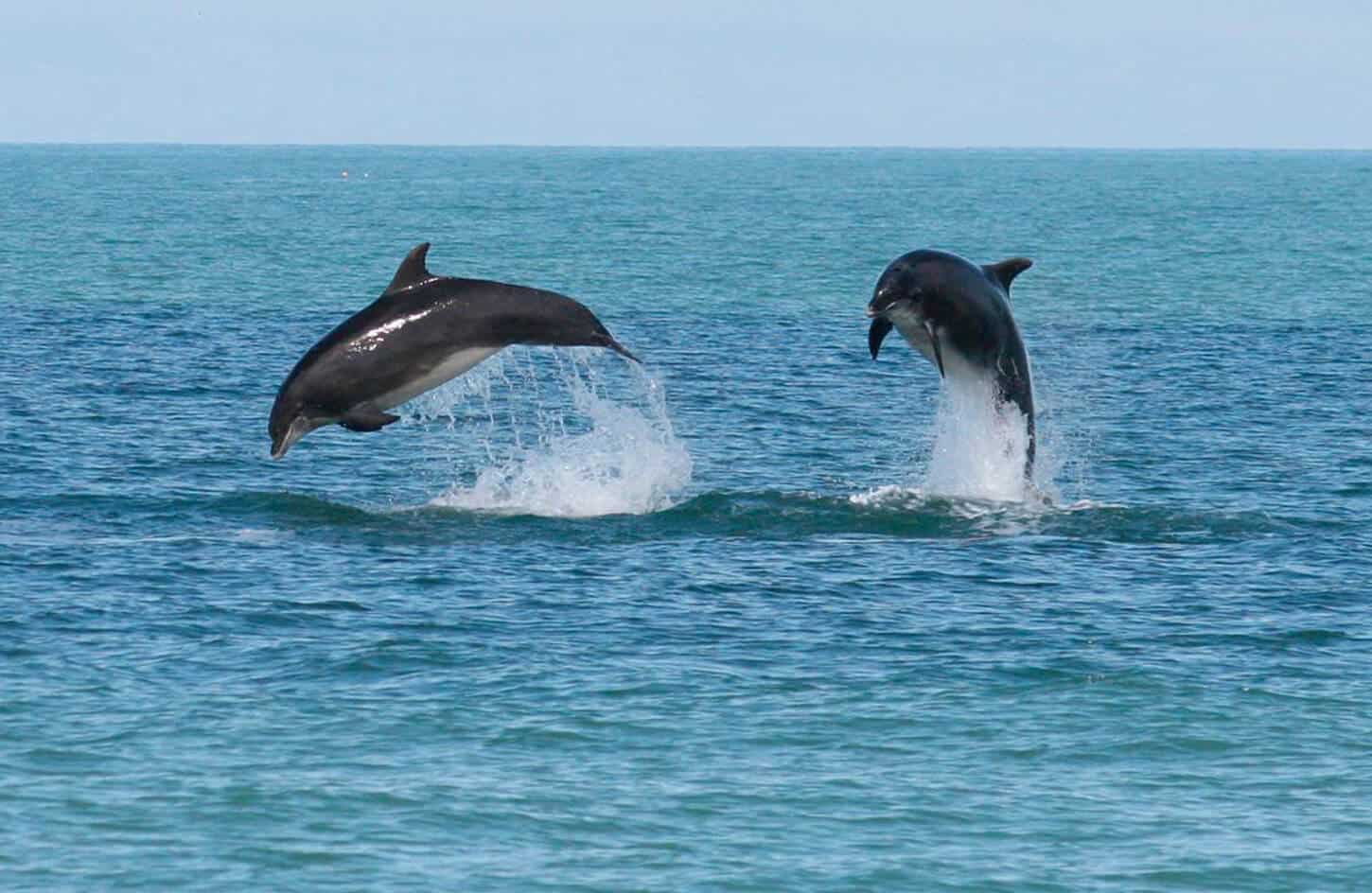 Very beautiful picture from Marsa Alam to the dolphin in the water