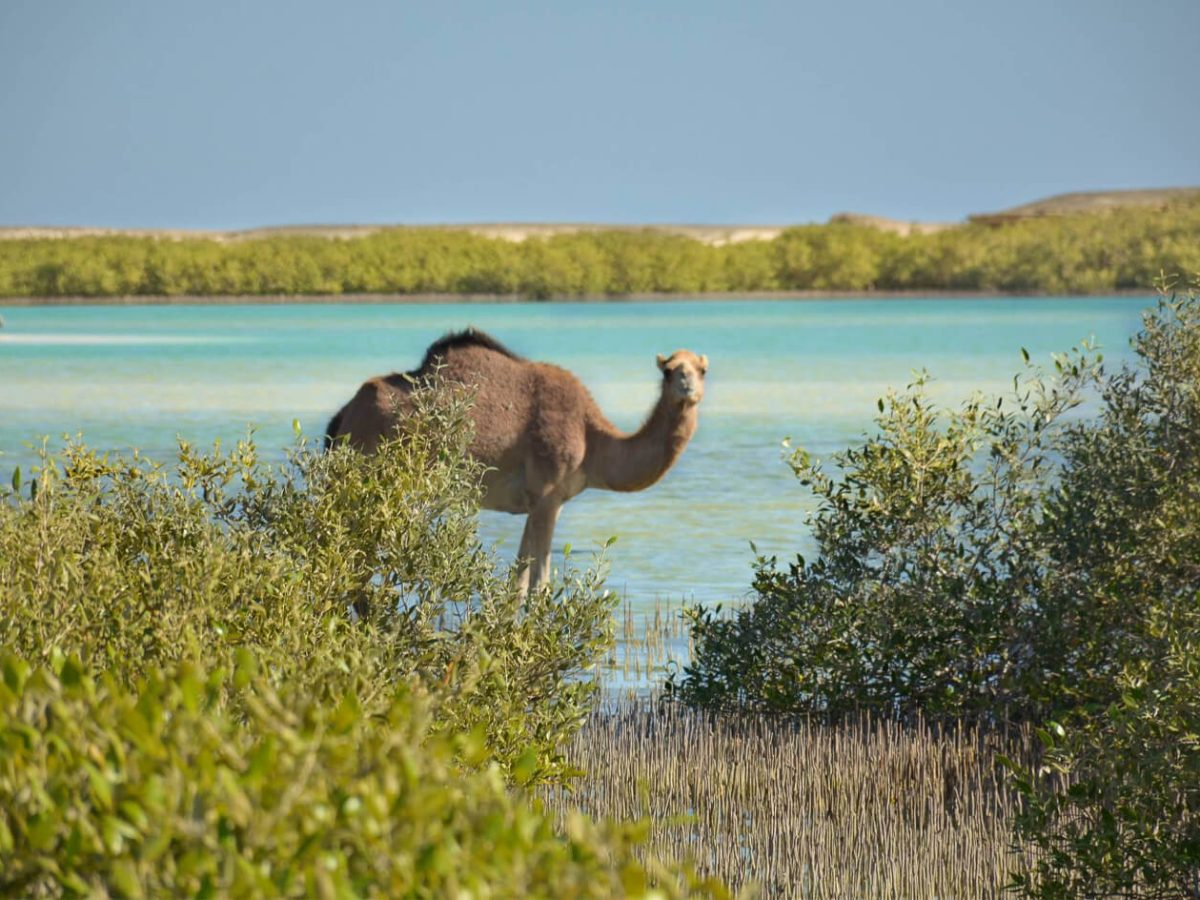 Very beautiful picture of desert safari Wadi El Gemal National Park