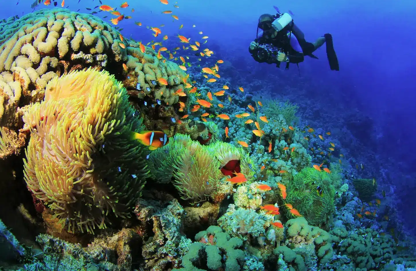 Best Places to Visit in Egypt: The Complete Travel Guide 4 Scuba divers exploring coral reefs in the Red Sea near Hurghada, Egypt - Best Places to Visit in Egypt