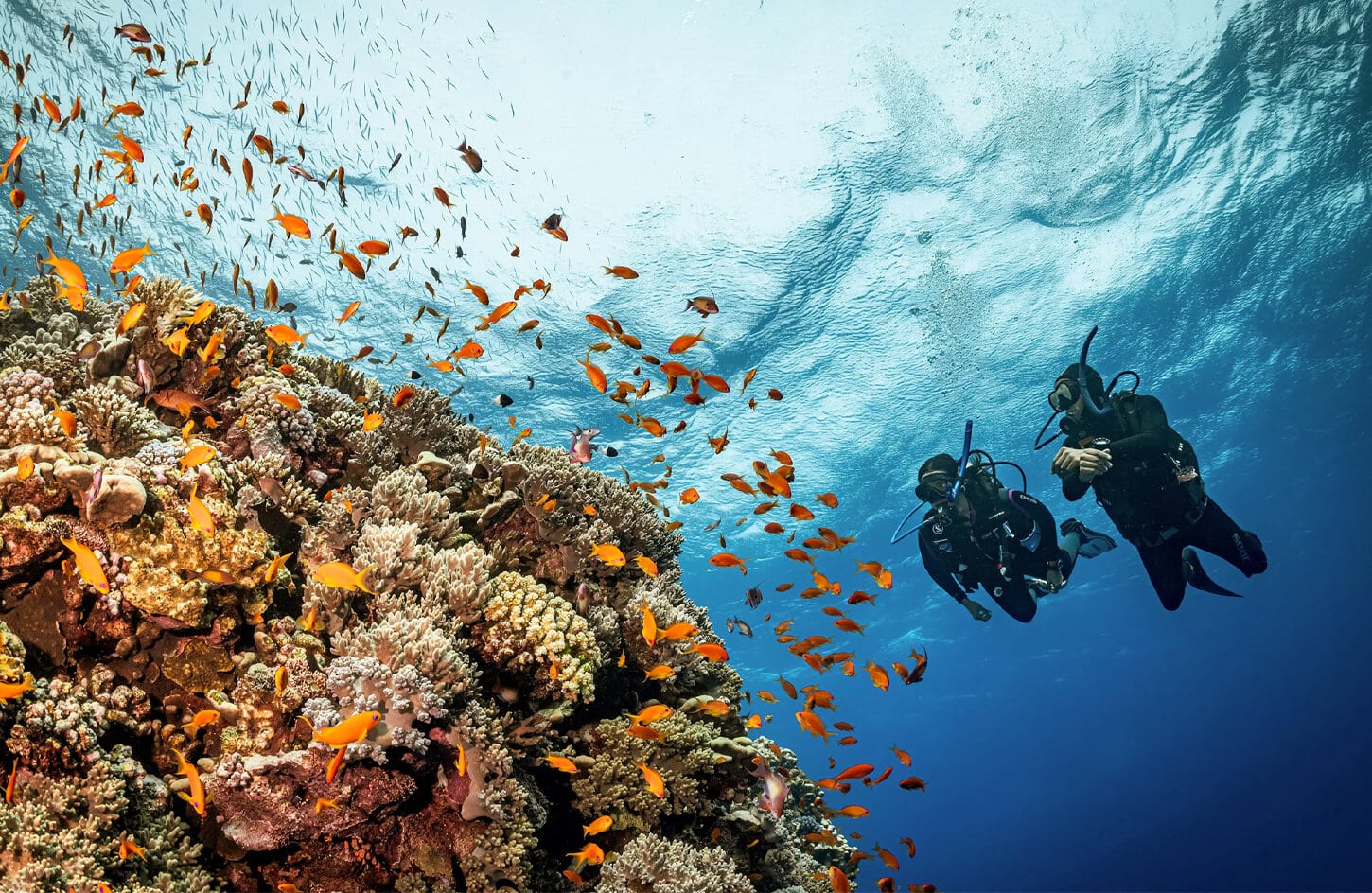 Two scuba divers observing a massive coral reef and a school of orange fish in the clear Red Sea