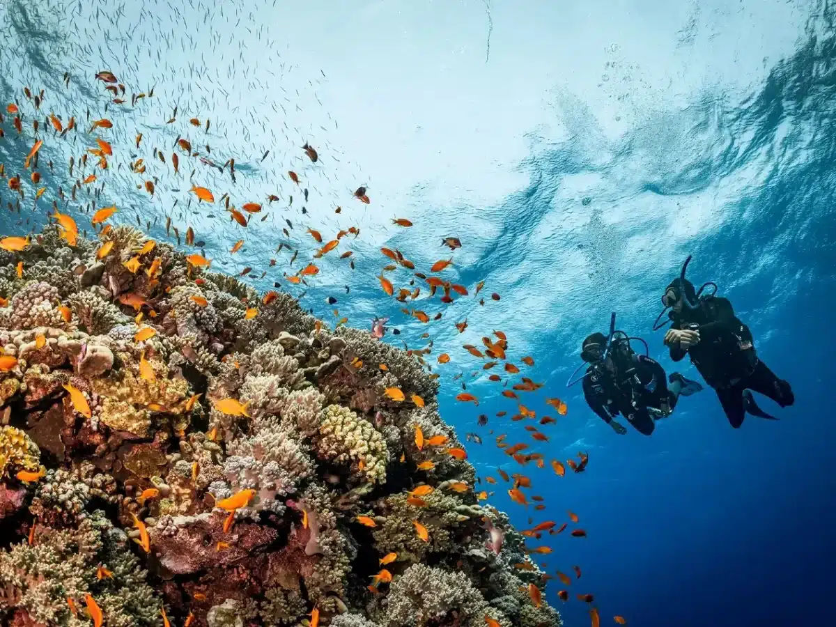 Two people scuba diving in the Red Sea near a vibrant coral reef with schools of orange fish. - Summer in Egypt 